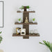 Phelix Wall Shelf & Display Rack (Large) |Wenge